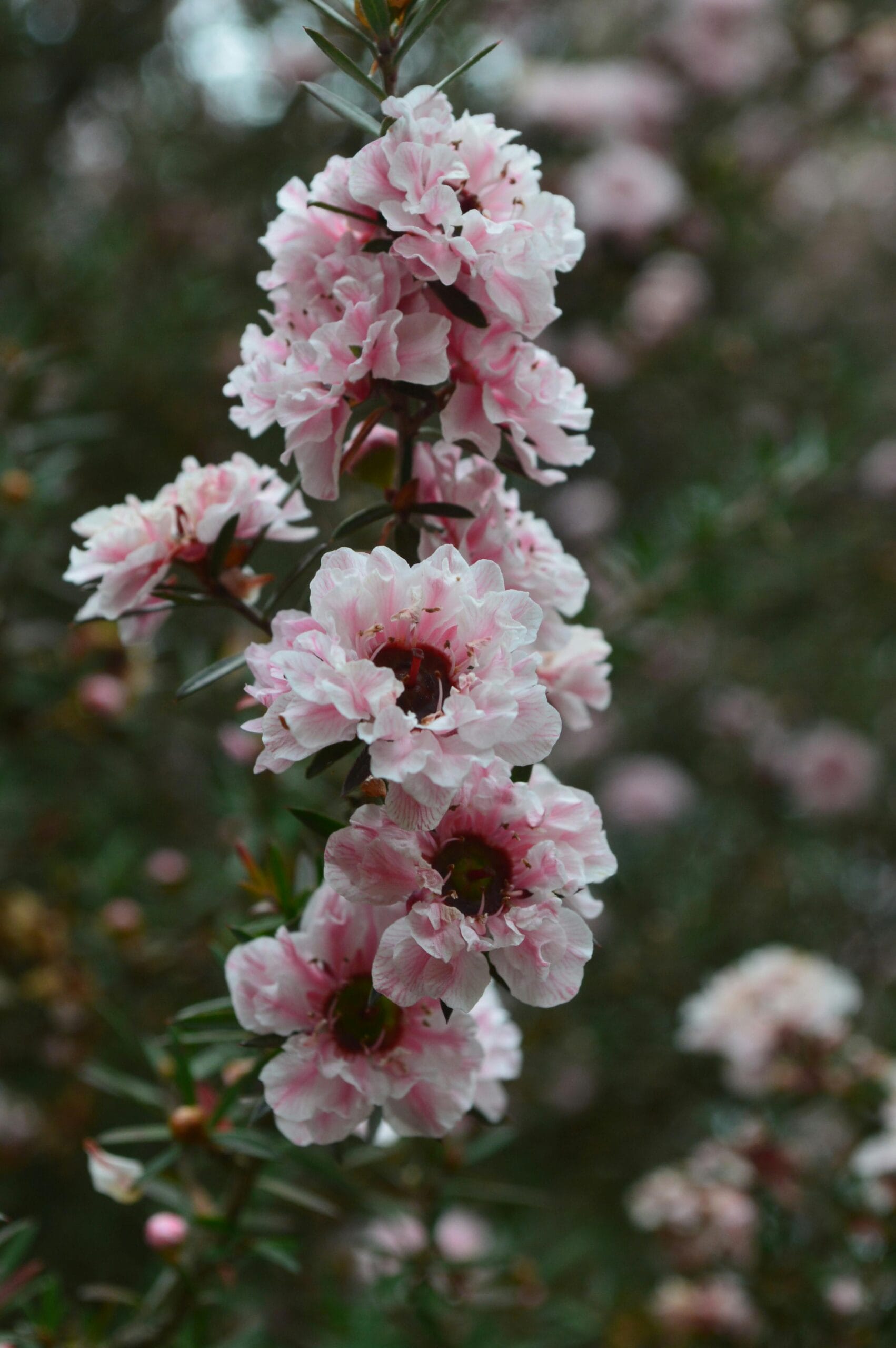 manuka